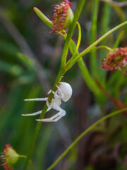 Zygometis xanthogaster