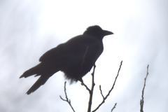 Corvus corone orientalis