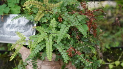 Adiantum flabellulatum