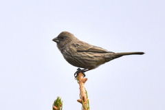 Carpodacus rhodochlamys