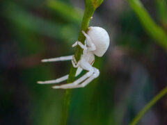 Zygometis xanthogaster