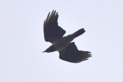 Corvus cornix sharpii