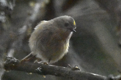 Regulus regulus tristis