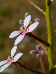 Stylidium crassifolium