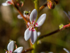 Stylidium crassifolium