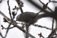 Cyanistes cyanus tianschanicus