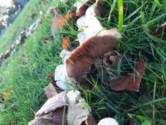 Hebeloma