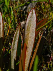 Stylidium crassifolium