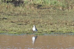 Calidris fuscicollis