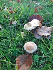 Hebeloma