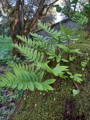 Polypodium cambricum