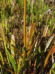 Stylidium crassifolium