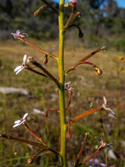 Stylidium crassifolium