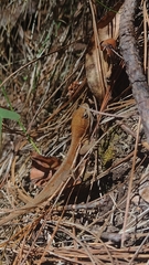Anolis