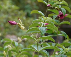 Allamanda blanchetii