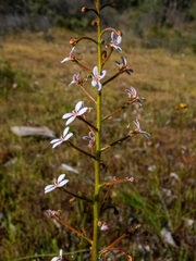 Stylidium crassifolium