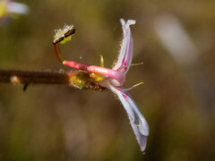Stylidium crassifolium