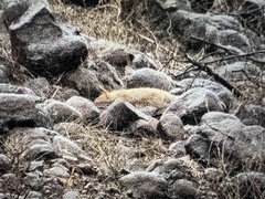 Cynictis penicillata