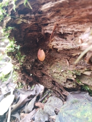 Galerina marginata