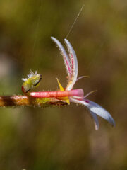 Stylidium crassifolium