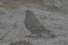 Prunella collaris rufilata