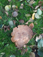 Paxillus involutus