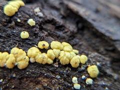 Trichoderma gelatinosum