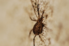 Opilio saxatilis