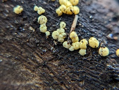 Trichoderma gelatinosum