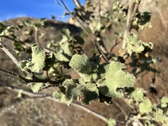 Malacothamnus davidsonii