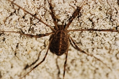 Opilio saxatilis