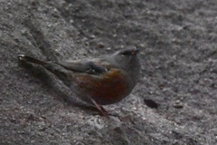 Prunella collaris rufilata