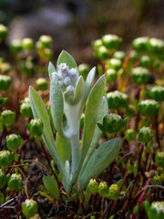Vellereophyton
