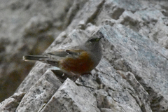 Prunella collaris rufilata
