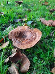 Paxillus involutus
