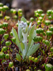 Vellereophyton