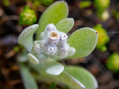Vellereophyton