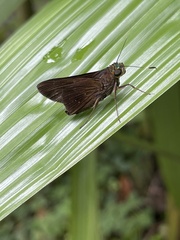 Cynea cynea