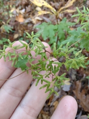 Lygodium palmatum