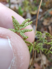 Lygodium palmatum