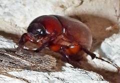 Phyllophaga