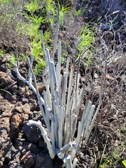 Ceropegia fusca image