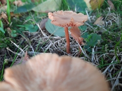 Laccaria laccata