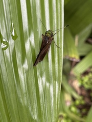 Cynea cynea