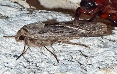 Euxoa auxiliaris