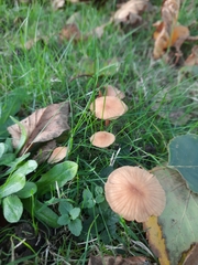 Laccaria laccata