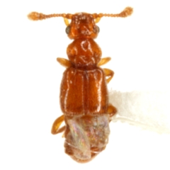Pycnoplectus spinifer