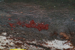 Ascocoryne cylichnium