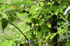 Annonaceae