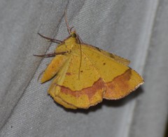 Erastria decrepitaria